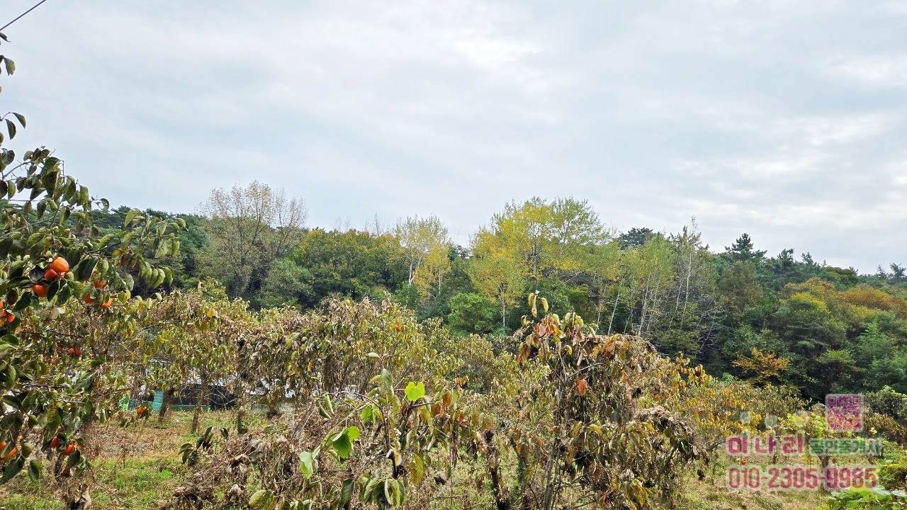 ★토지 옆으로 계곡물 흐름 → 사계절 물소리 들리는 힐링 토지(답)